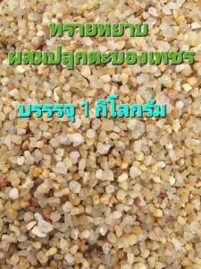 1 Kg/Bag ทรายหยาบ ทรายหยาบปลูกตะบองเพชร ทรายซิลิก้าหยาบ เพื่อผสมดินปลูกตะบองเพชร ทรายซิลิก้าล้างสะอาด ฝุ่นน้อย พร้อมเอาไปผสมดินเพื่อปลูก