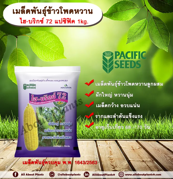 เมล็ดพันธุ์ข้าวโพดหวาน ไฮบริกซ์ 72 แปซิฟิค 1 kg ฝักใหญ่ หวานนุ่ม