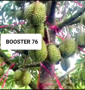 Pupuk BOOSTER 76 Kemasan 500ml / Pupuk penyubur pelebat dan perangsang tanaman buah