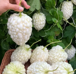 Hạt giống mướp đắng khổ qua trắng trái tim trắng- Hạt giống nhập khẩu nội địa Trung - Hoang My food and beauty