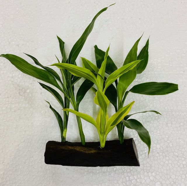 bonsai baum zchten wie lange Bonsai Anzuchtset kaufen  Handmade & Plastikfrei