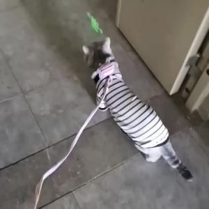 2026 Hot Sale [ Shipped from China ] Anti-escape adjustable cat leash anti-escape outdoor cat walking harness I-shapedcat harness B3