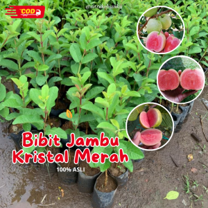 Bibit Jambu Kristal Merah Non Biji Ori Okulasi Cepat Berbuah
