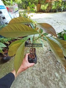 Cây Lộc Vừng giống - Cây Mưng giống - Cây Chiếc giống