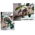 BF-01 Liquid Organic Fertilizer–All-in-one Plant / Gardening Solution (A product of Beyond Fertilizersᵀᴹ). 