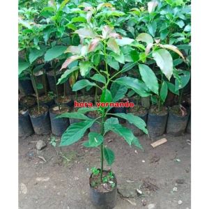 Bibit Alpukat Aligator Super Genjah