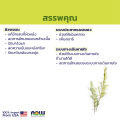Now Essential Oils Tea Tree Oil 100% Pure 30 ml. น้ำมันหอมระเหยทีทรี. 