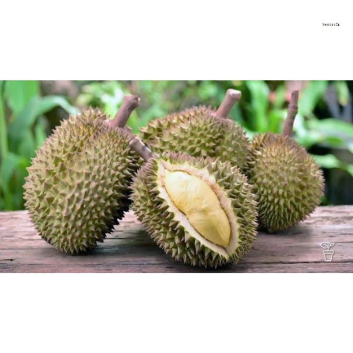 DURIAN SEEDS for planting/50 seeds Lazada PH
