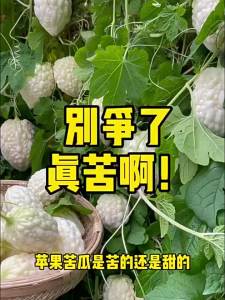 Apple bitter melon sweet fruit white bitter melon Taiwanese small bitter melon vegetables for planting in all seasons