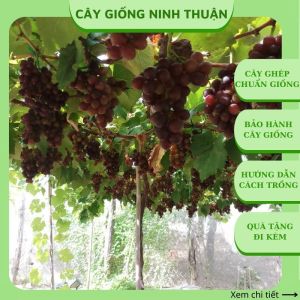 Cây nho giống Kẹo 126 Ninh Thuận trồng chậu thùng xốp leo giàn NK03