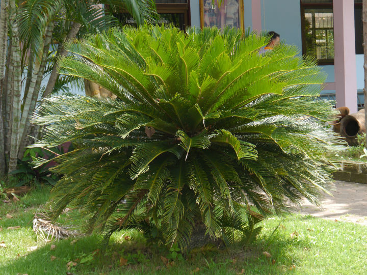 ต้น ปรงญี่ปุ่น Sago palm พร้อมปลูกในถุงดำ 59 บาท ปรง Cycad เลี้ยงง่าย ...