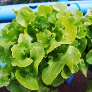 เมล็ดพันธุ์ผักสลัด เมล็ดผักสลัดแบบเคลือบ เมล็ดผักสลัดเคลือบ กรีนโอ๊ค เรดโอ๊ค เบบี้คอส เมล็ดผักสลัดกรีนคอส เรดคอส บัตเตอร์เฮด เรดคลอรัล