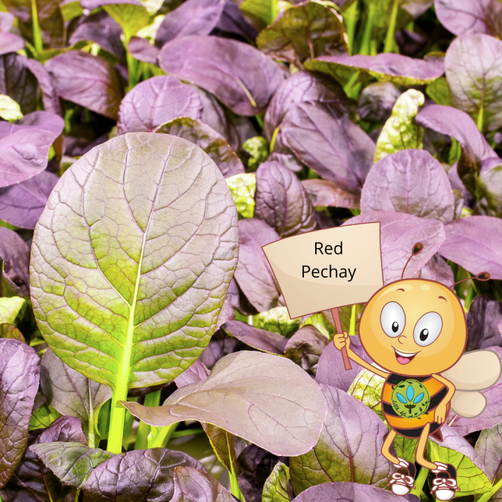 Binhi Pantanim 20 30 Seeds Purple Pechay Outdoor Garden Vegetable