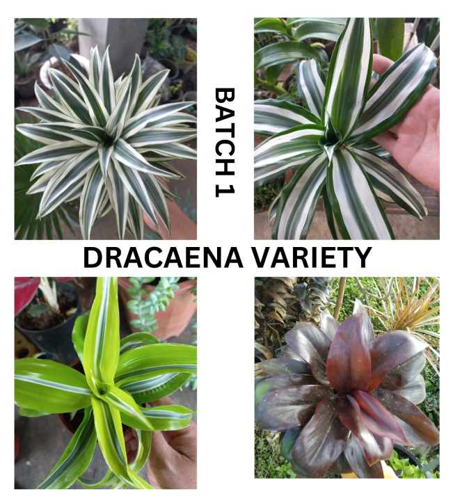 DRACAENA DIFFERENT VARITIES OF DRACAENA LIVE PLANTS OR REAL PLANTS