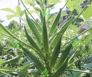 Benih Bendi Segar (Jari Wanita) 30 biji – Cepat Tumbuh Sesuai untuk Taman Rumah / Fresh Okra Seeds (Lady Finger) 30pcs– Fast Growing Perfect for Home Garden
