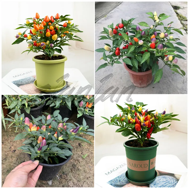 100% Original Colorful Chili Pepper Plant Seeds (40 Seed) Rare Bolivian  Rainbow Chili Pepper Vegetable Seeds