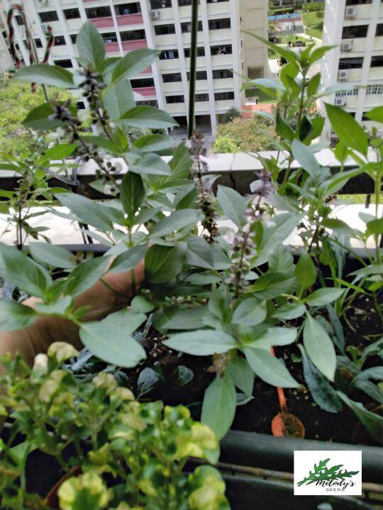 50 Thai Basil Seeds Organically Grown Non GMO Non Chemically