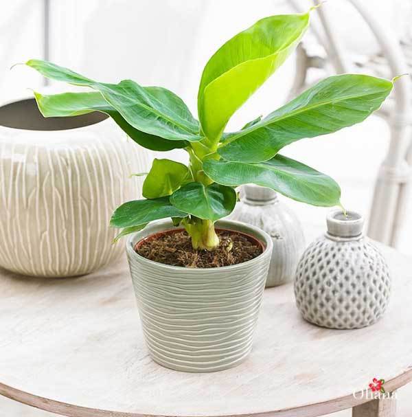 C%C3%A2y%20chu%E1%BB%91i%20c%E1%BA%A3nh%20si%C3%AAu%20l%C3%B9n%20mini,%20c%C3%A2y%20%C4%91%E1%BA%B9p,%20gi%E1%BB%91ng%20chu%E1%BA%A9n%20-%20Image%205