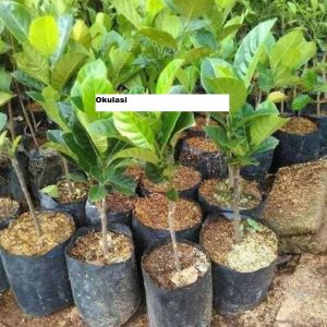 Bibit Nangka Bulat Jumbo Super