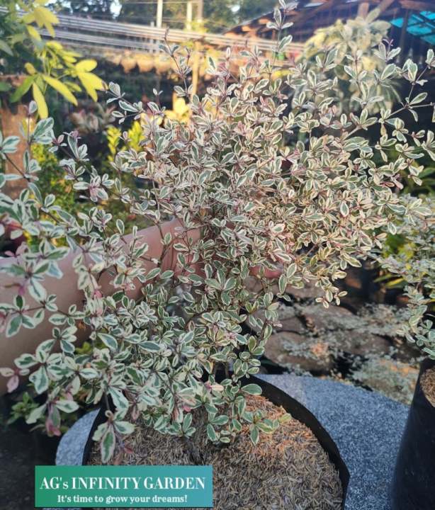 African Talisay Plant ( Variegated ) SMALL SIZE With FREE Pebbles