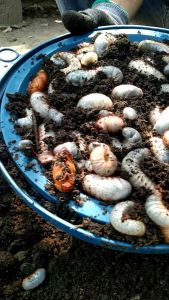 ดินแมทเลี้ยงด้วงกว่าง2ก.ก สูตรพิเศษ เลี้ยงด้วงได้ทุกชนิดตัวใหญ่แข็งแรงสมบูรณ์