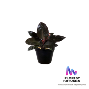 tanaman hias philodendron black kardinal