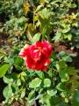 Rose Plant "Tricolor Fire Flash " ( Korean Rose ) With FREE plastic pot, garden soil  ( Real  and Lowest price ) Limited Stock Only AGs Infinity Shop. 