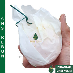 Fruitflies Sticky Trap Thrips White Flies Stinking bug 77 mm Perangkap Lalat Buah Pelekat Serangga 果蝇诱捕器 果蝇贴 SHS KEBUN