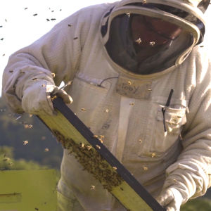 Egmont Pure New Zealand Honey 500g