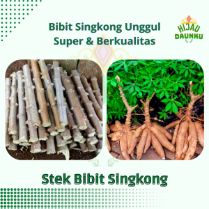 Bibit Batang Singkong gajah super Unggul BELI 10 BONUS 2 Stek Pohon Singkong Harga PerBatang