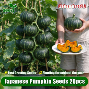 [Selected Seeds 20pcs] High Yield Japanese Pumpkin Seeds for Planting Vegetables Plants Fresh Sweet Glutinous Mini Chestnut Pumpkin Seeds Organic Black Pumpkin Vegetable Seeds for Gardening Potted Baby Pumpkin Seedlings Veggie Seeds Easy To Grow Seed