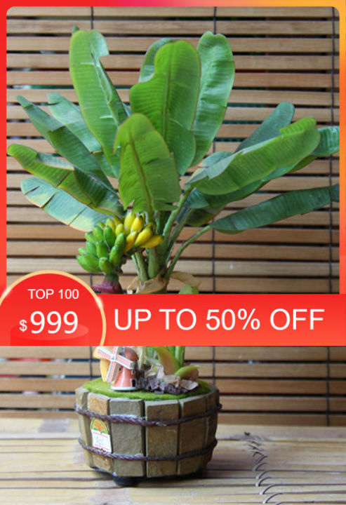 Cây chuối cảnh siêu lùn mini, cây đẹp, giống chuẩn (CHUẨN CÂY NHÀ VƯỜN ...