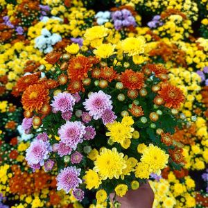 【 BARU 1 POT JUMBO 】 TANAMAN KRISAN BUNGA ASTER GRADE A COD TANAMAN BUNGA HIAS HIDUP ASLI ASTER SUPER SIAP MEKAR BIBIT BUNGA HIDUP MACAM2 MURAH