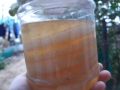 scoby kombucha, Scoby Kombucha , con giống làm trà kombucha, hay còn gọi là trà bất tử. 
