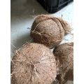 Quả dừa già khô cùi dày, nhiều nước, mỏng vỏ quả to ngon. 