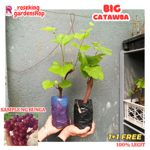 1+1 BIG RED CATAWBA HIGH QUALITY ROOTED SEEDS MALALAKI ANG BUNGA AT MATAMIS