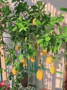 Tropical Fruit Seeds for Planting Papaya Bayabas Kalamansi Suha Passion Fruit Long Term Home Garden Seeds
