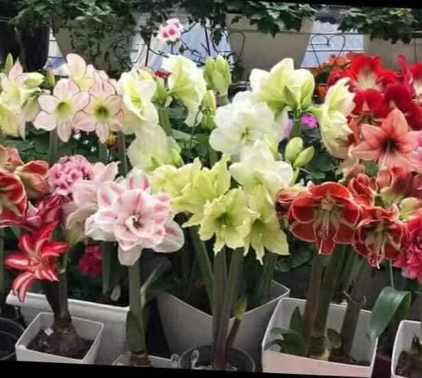 C%E1%BB%A7%20Lan%20Hu%E1%BB%87%20-%20Image%202