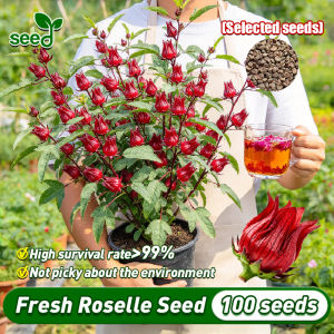 [Selected Seeds] 100% Original Edible Roselle Seeds (Fast Growing 100 Seeds) Roselle Flower Seeds for Planting Bonsai Seeds for Gardening Live Flowering Plants Seeds Roselle Plants Sale Indoor Plant Bonsai Tree Live Plant Air Plant Hibiscus Flower Seeds