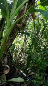 Sabit rumputsabit daun  pisangkait daun pisangkait akarulu farber senang memengan