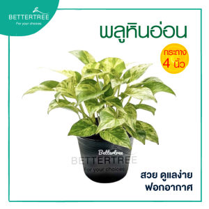 พลูด่างราชินีหินอ่อน (กระถาง 4 นิ้ว ) ไม้ฟอกอากาศ  ไม้กระถางเล็ก ไม้ทำสวนแนวตั้ง