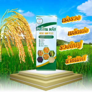 มอร์แกนพลัส ขนาด 1 ลิตร + ชุดแถม (นิคสเปรย์ + ปุ๋ยเกล็ด 20-10-30) สูตรเพิ่มรวง ขั้วเหนียว เร่งการออกรวง เมล็ดเต่ง เม็ดสวย