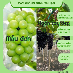Combo 2 cây nho giống mẫu đơn+ ngón tay đen không hạt ( tặng kèm phân bón và tài liệu hướng dẫn cách trồng)