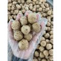 Bò viên gân đặc biệt - bịch 500gr (giao tphcm). 