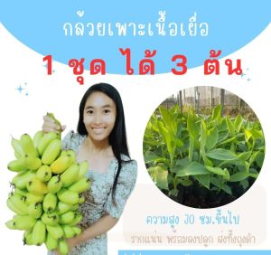 ต้นกล้วยเพาะเนื้อเยื่อ 1 ชุด ได้ถึง 3 ต้น หลายสายพันธุ์ กล้วยปลอดโรค ราคาถูก หลากหลายสายพันธุ์ พร้อมลงแปลงปลูก ผลผลิตดี เครือใหญ่