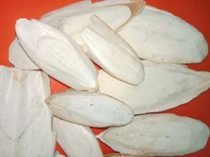 Nang mực bổ sung canxi cho chim cảnh 100g