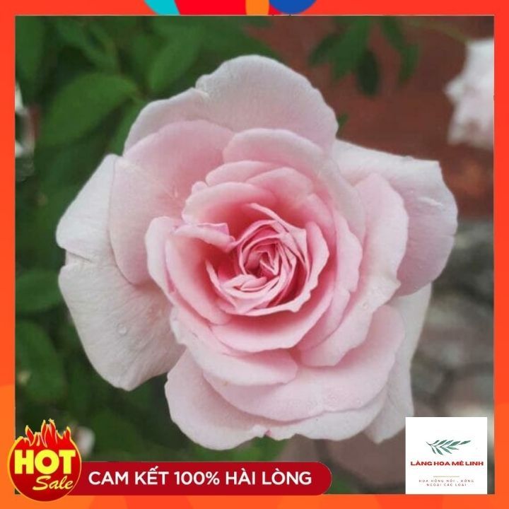 lệnh return trong python: giải thích, cách dùng... CHẬU cây Hoa Hồng Bụi Đào Cổ-Sắc Hồng Phấn Dịu Dàng, Hoa thơm, sai hoa ...