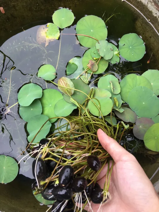 C%C3%A2y%20gi%E1%BB%91ng%20sen%20mini%20Nh%E1%BA%ADt%20tr%E1%BB%93ng%20%E1%BB%95n%20%C4%91%E1%BB%8Bnh%20%C4%91%C3%A3%20cho%20l%C3%A1%20non%20-%20Image%201