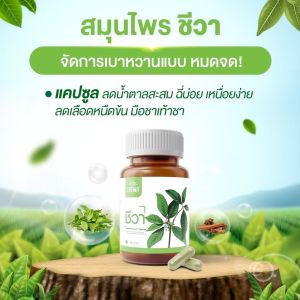 ผลิตภัณฑ์เสริมอาหาร Chewa ชีวา แคปซูล6กระปุก(ขนาด30แคปซูล)แคปซูลเชียงดา สมุนไพรเบาหวาน ชีวาเบาหวาน  เบาหวานชีวา เบาหวาน อ่อนเพลีย แคปซู