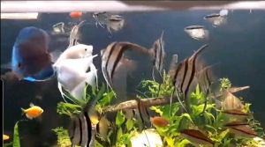 หนอนแดงแช่แข็งFUJI ( 3 แพ็ค) แถมฟรี!!ถุงเจลความเย็นเต่าและกุ้ง อาหารสดแช่แข็ง คุณภาพเกรด A